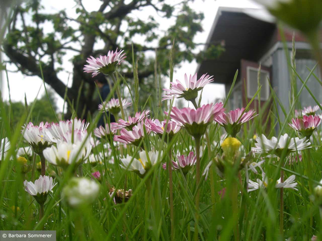 mit Liebe wachsen